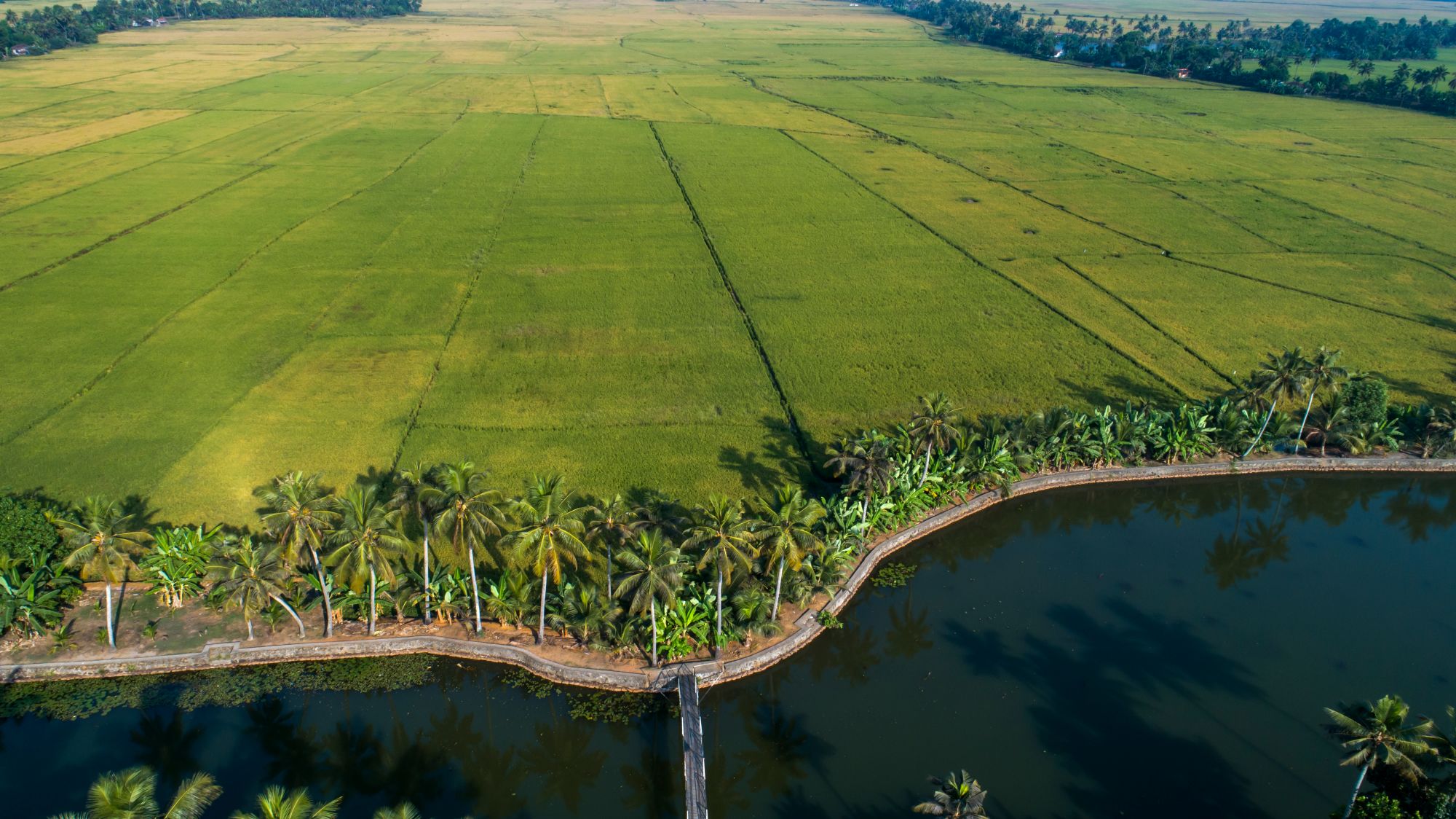 Keralas stille Wasserwelten ab Kochi: Backwaters | Paddy fields in Kuttanad