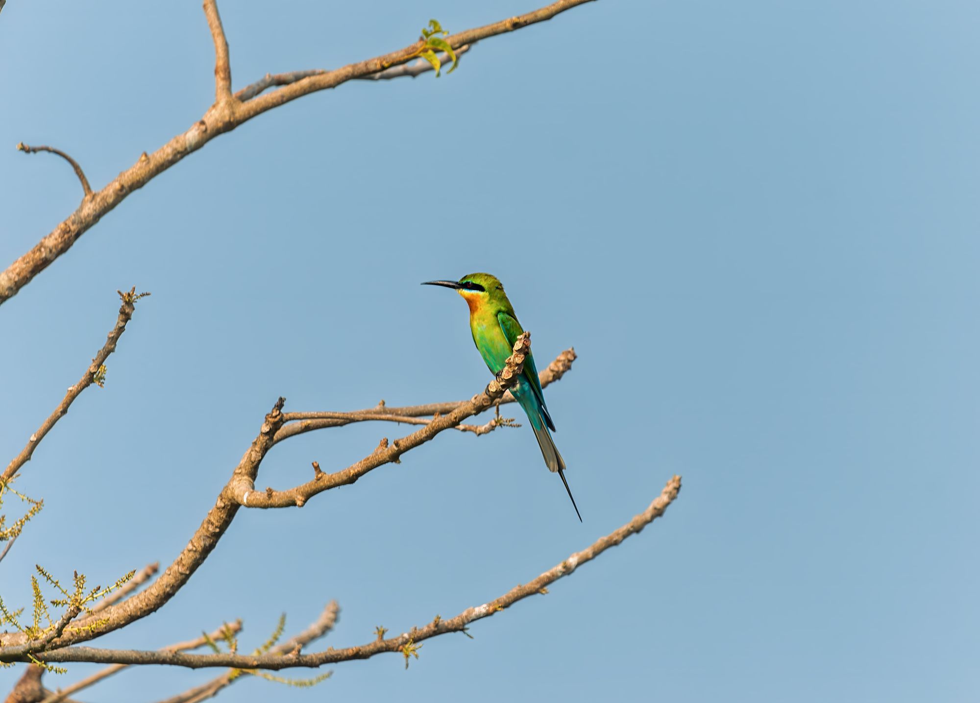 Keralas stille Wasserwelten ab Kochi: Backwaters | Bird