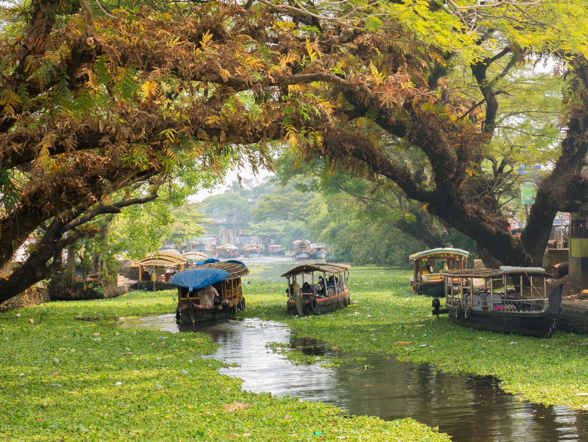 Keralas stille Wasserwelten ab Kochi: Backwaters | Alappuzha (Alleppey)