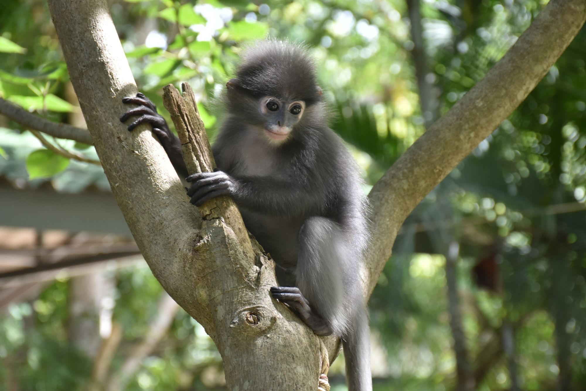 Erlebnis Südthailand ab Bangkok: Animals - Langur