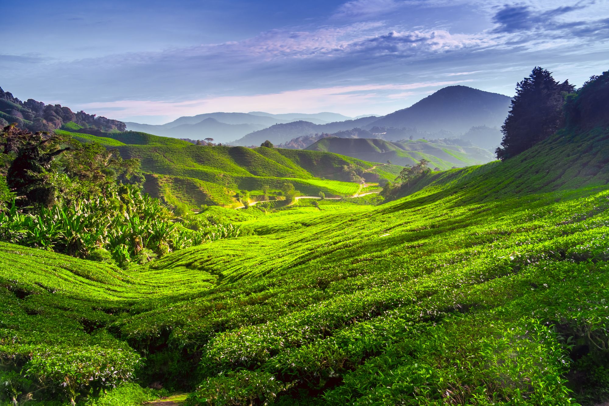 Authentisches Malaysia / Belum Rainforest ab Kuala Lumpur: Malaysia Cameron Highlands Tea plantation