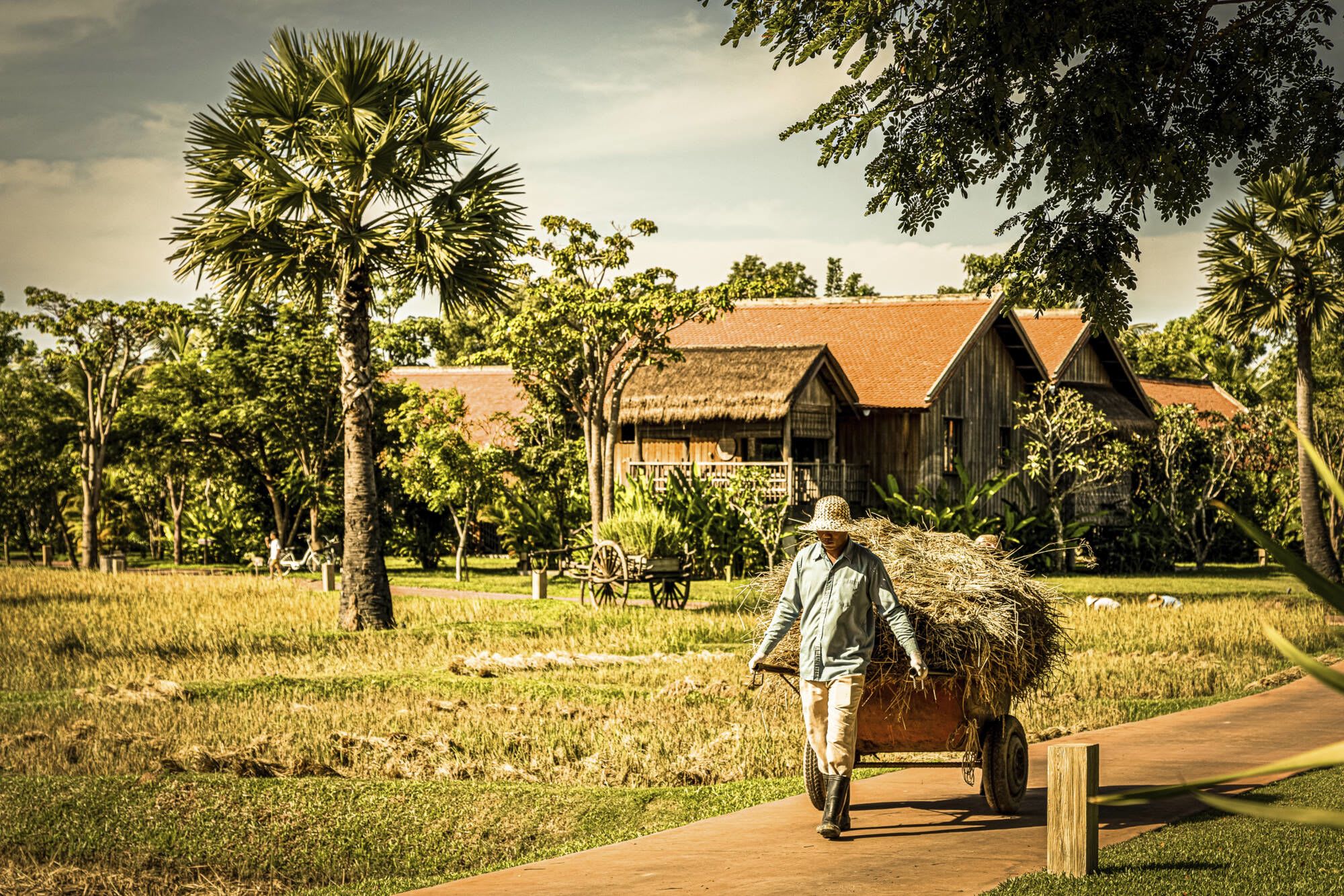Phum Baitang in Siem Reap: Rice Cultivation