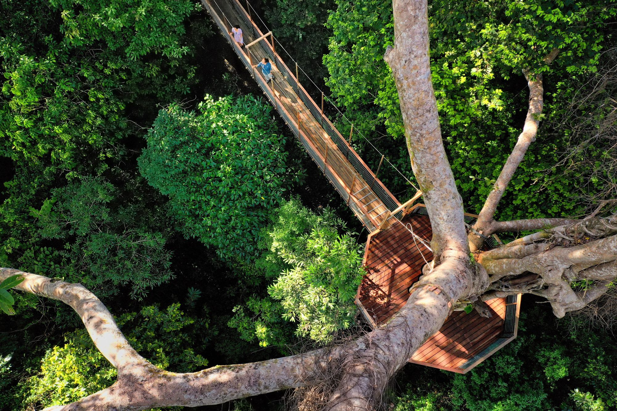 The Datai Langkawi: Canopy Walk
