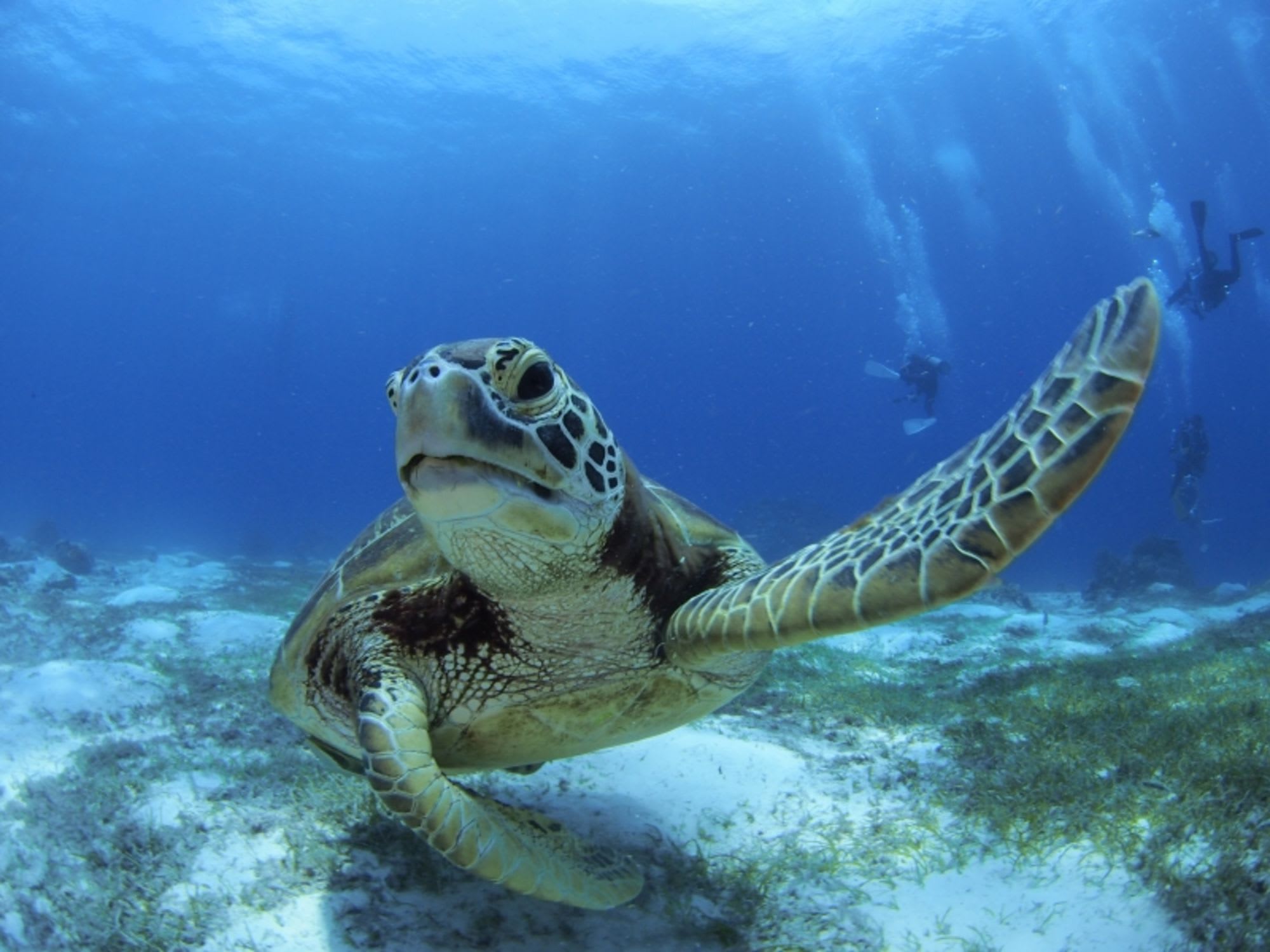 Oceanica Resort Panglao in Bohol:  Diving Buddy