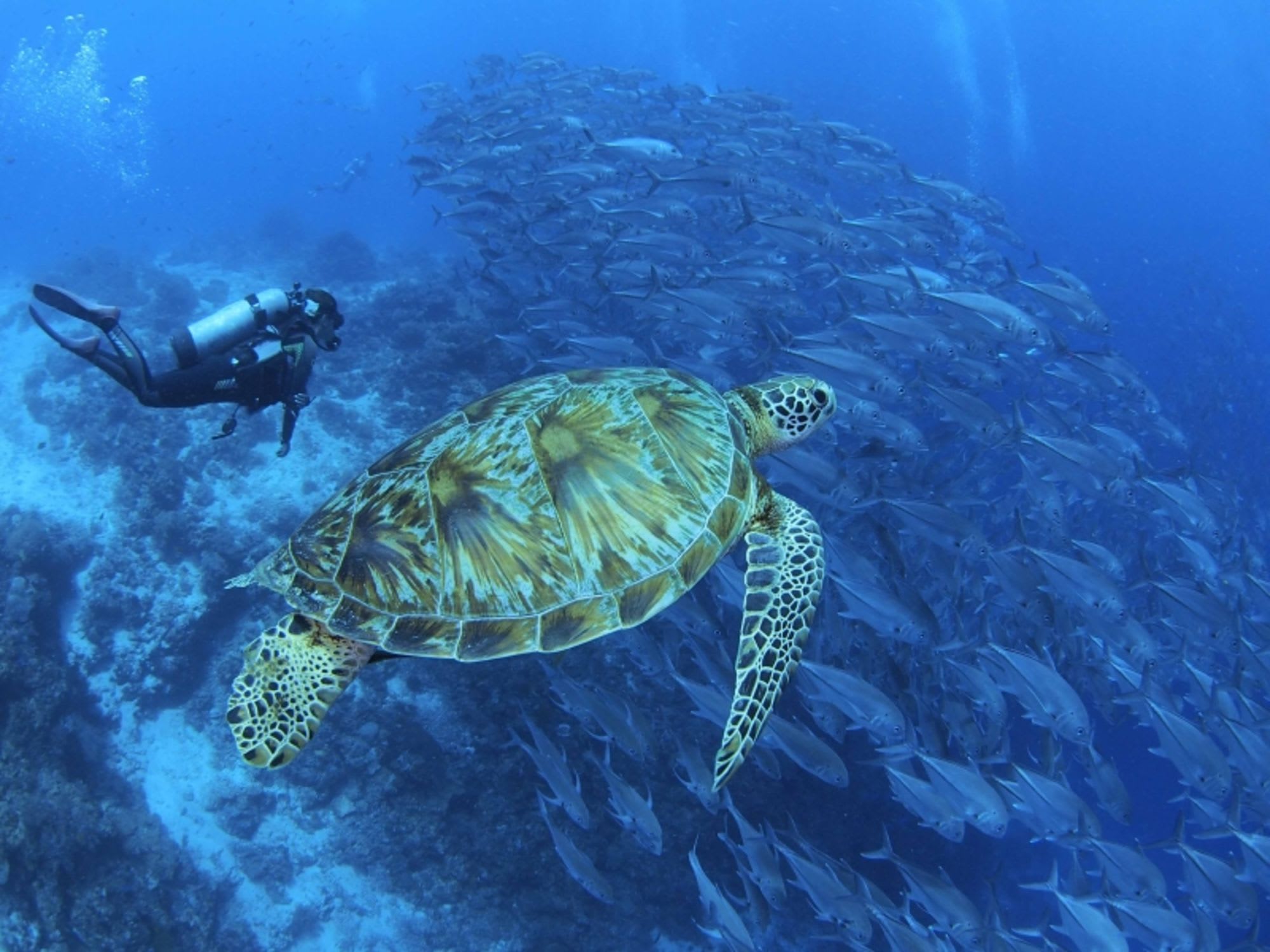 Oceanica Resort Panglao in Bohol:  Diving