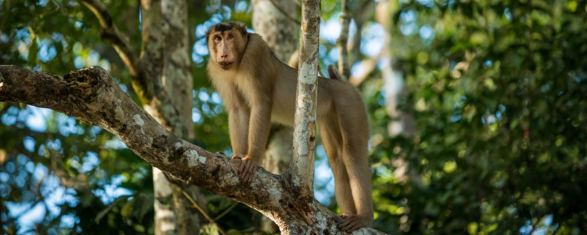 «Luxe Wildlife Voyager» - Flusskreuzfahrt auf dem Kinabatangan ab Sandakan: Malaysia Borneo Macaque Ape