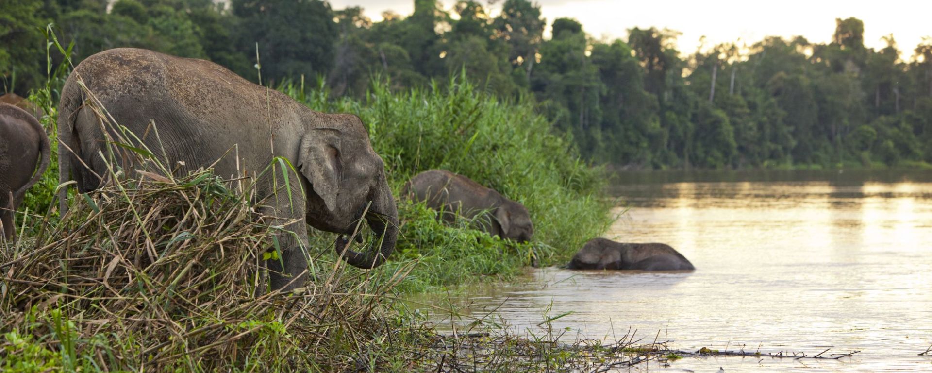 «Luxe Wildlife Voyager» - Flusskreuzfahrt auf dem Kinabatangan ab Sandakan: Kinabatangang River