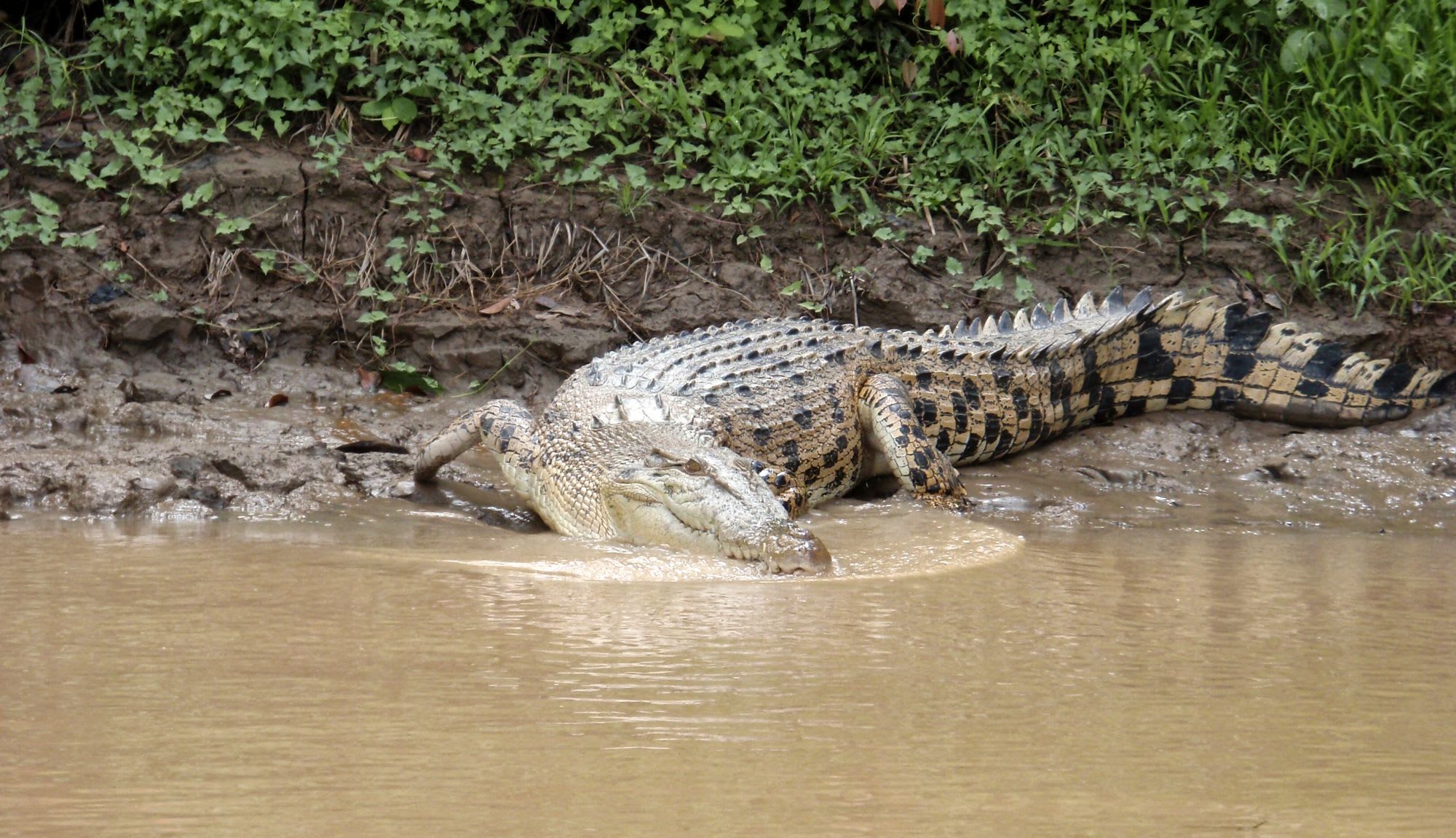 «Luxe Wildlife Voyager» - Flusskreuzfahrt auf dem Kinabatangan ab Sandakan: Crocodile