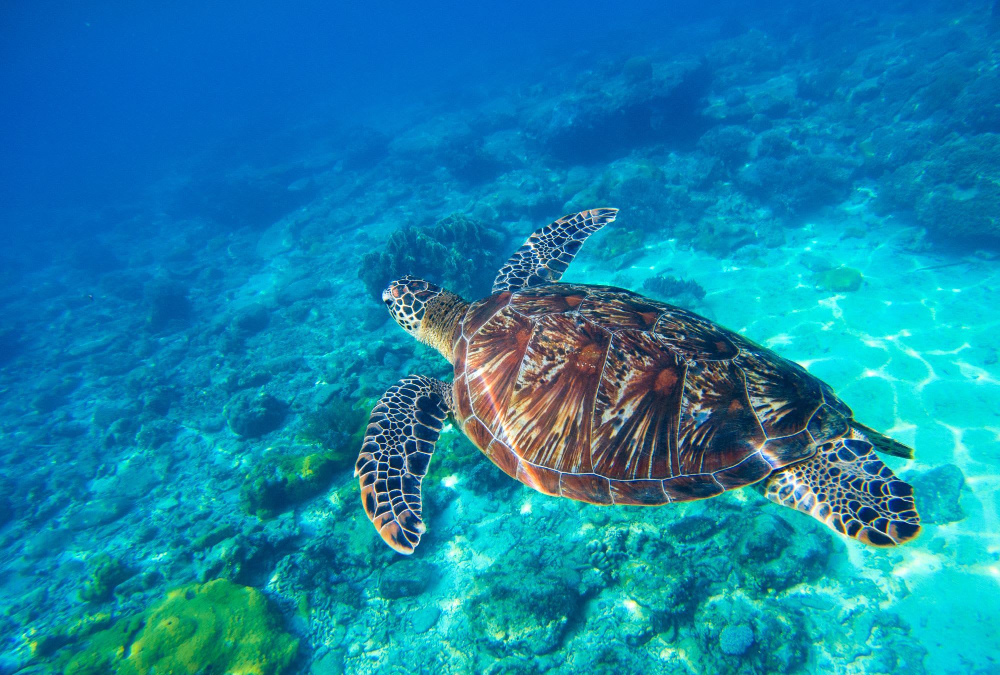 Inselwelt Visayas ab Negros: Negros Underwater Apo Island