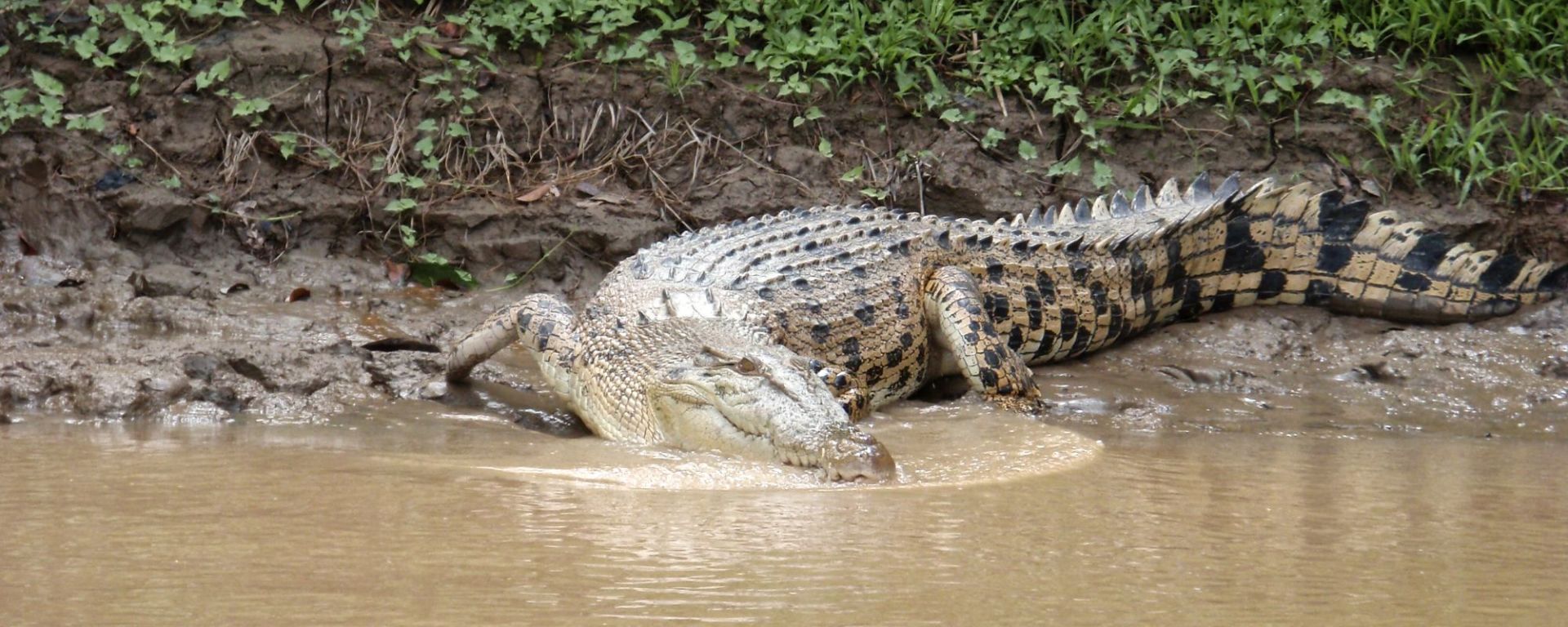 Les hauts lieux de Bornéo de Kuching: Crocodile