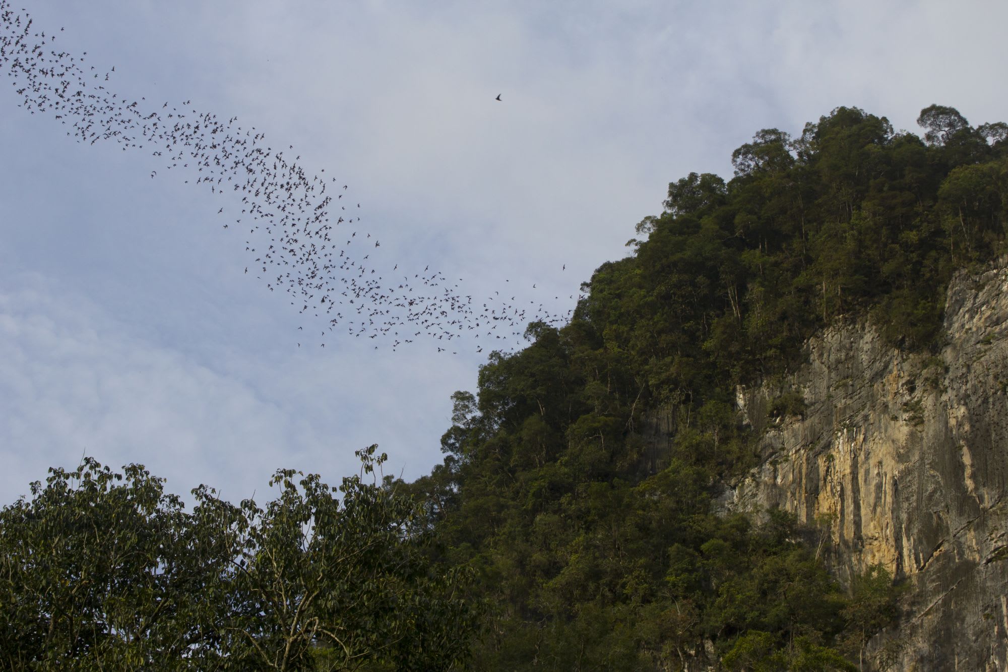 Les hauts lieux de Bornéo de Kuching: Deer Cave Mulu national park