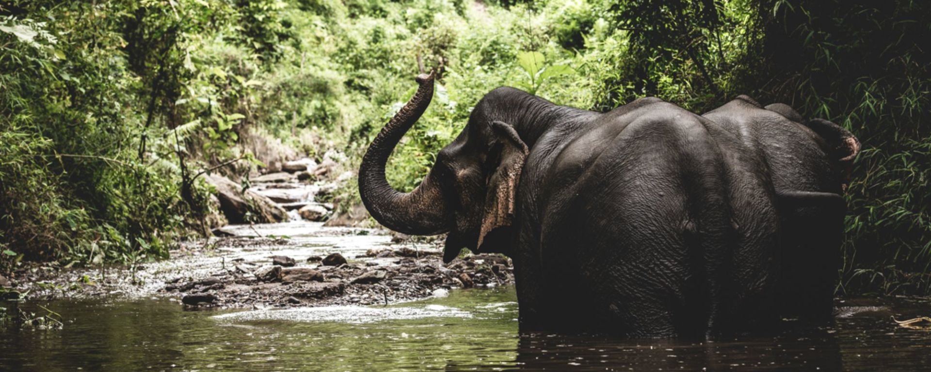 Le nord fascinant du Laos de Luang Prabang: Elephant bathing