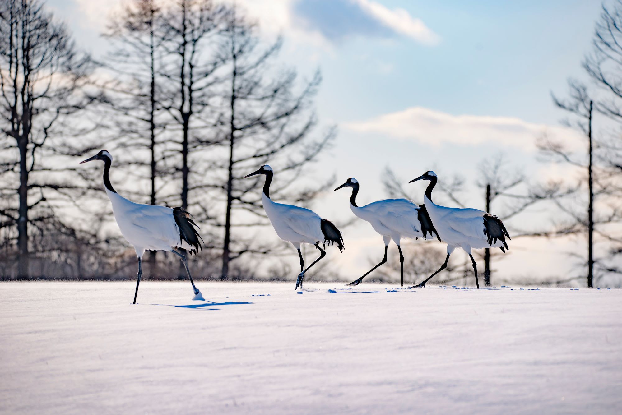 Hokkaidos Winterzauber aktiv erleben ab Kushiro: Japanese Red Crowned Cranes in Kushiro