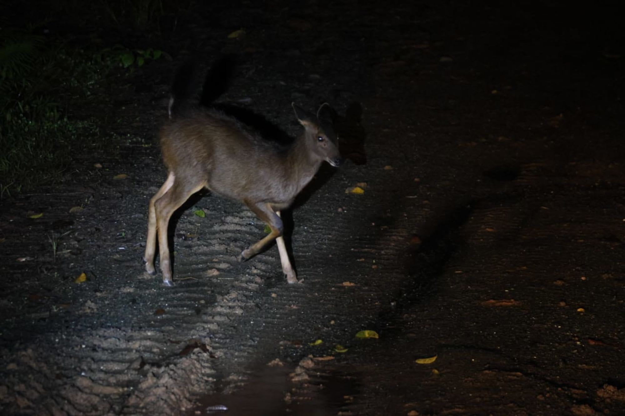 TaWOW - Naturschätze Sabahs ab Tawau: INIKEA Conservation Area | Wildlife