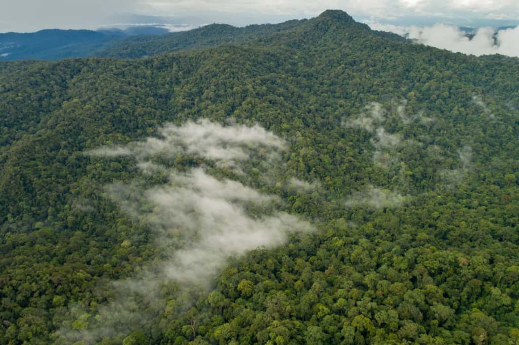 TaWOW - Naturschätze Sabahs ab Tawau: Tawau Hills Park Rainforest