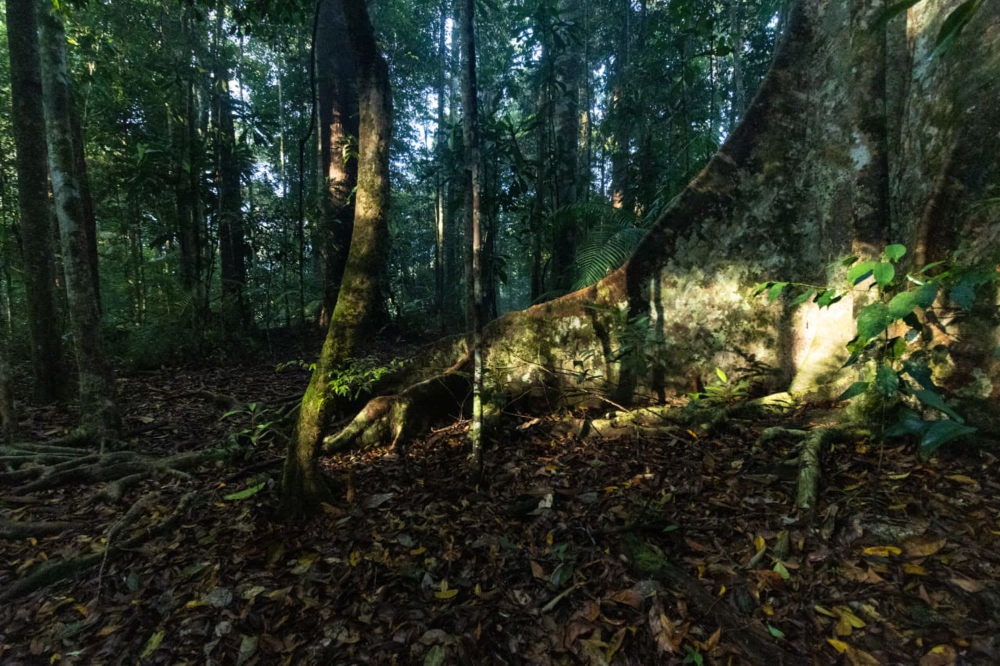 TaWOW - Naturschätze Sabahs ab Tawau: Tawau Hills Park Rainforest
