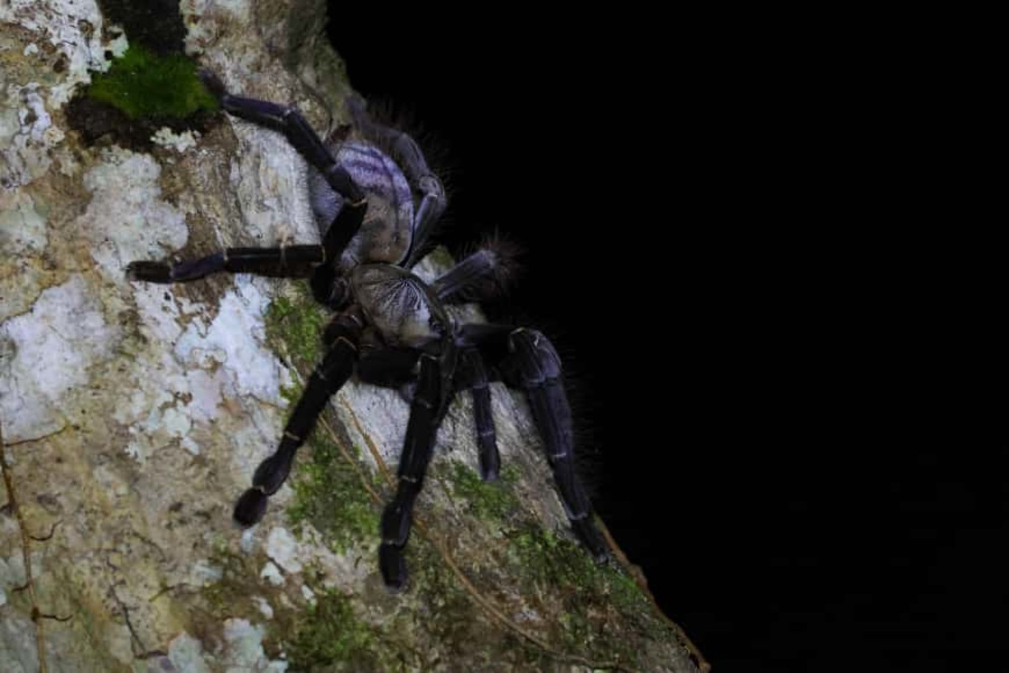 TaWOW - Naturschätze Sabahs ab Tawau: Tawau Hills Park Wildlife