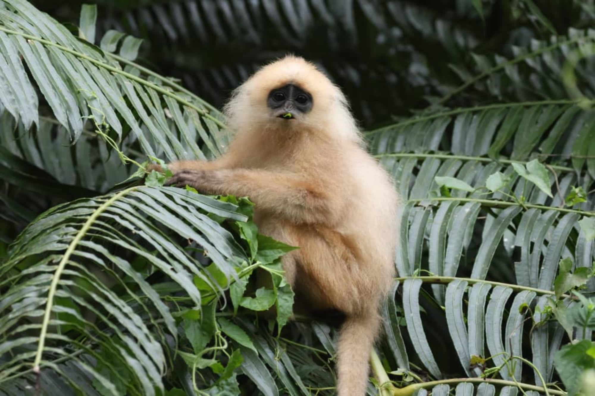 TaWOW - Naturschätze Sabahs ab Tawau: Tawau Hills Park Wildlife