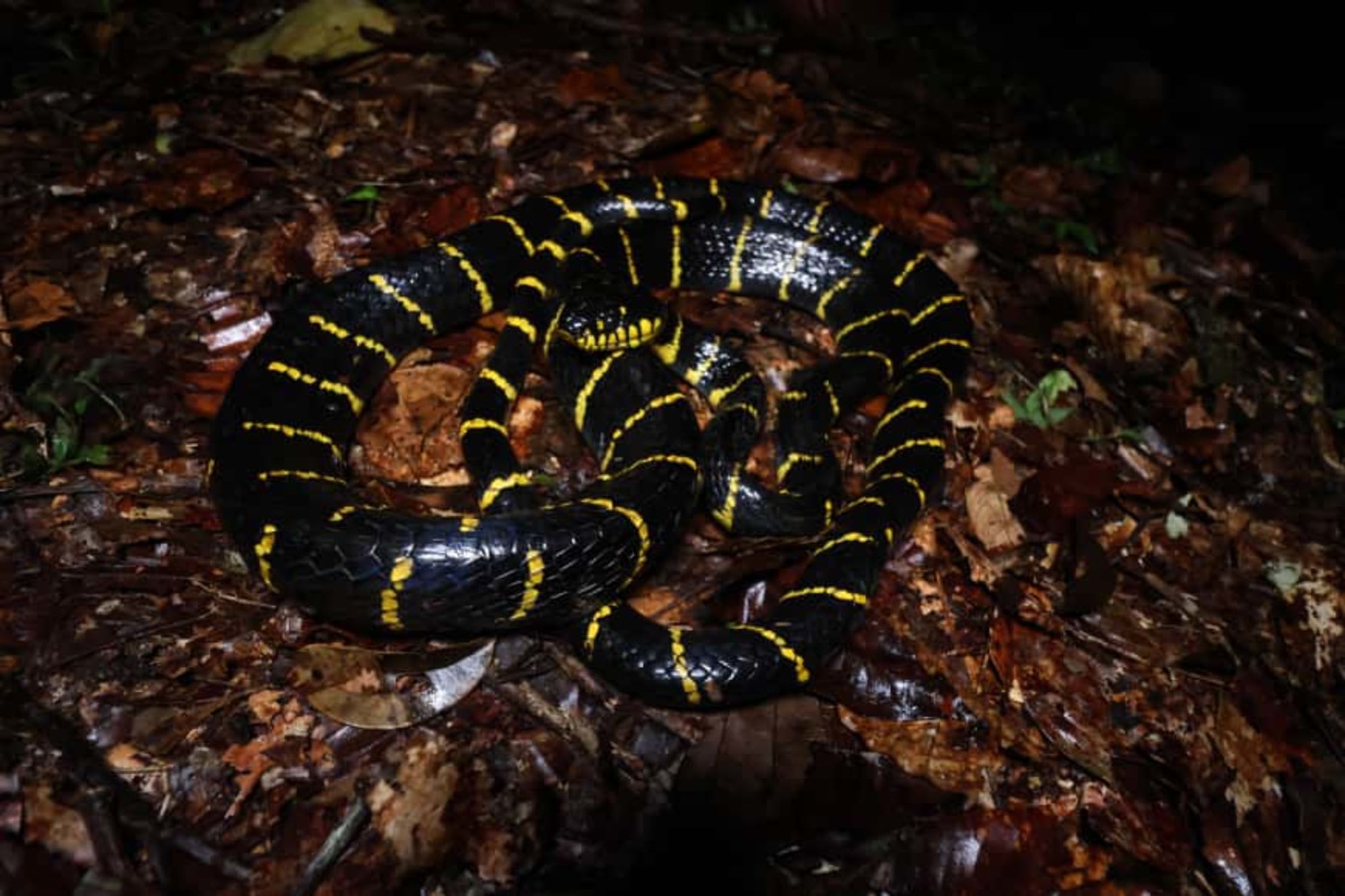 TaWOW - Naturschätze Sabahs ab Tawau: Tawau Hills Park Wildlife