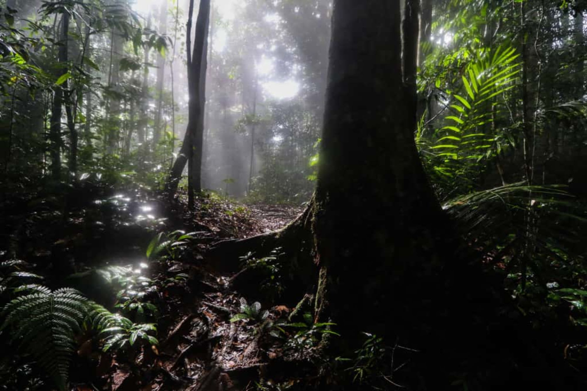 TaWOW - Naturschätze Sabahs ab Tawau: Tawau Hills Park Forest