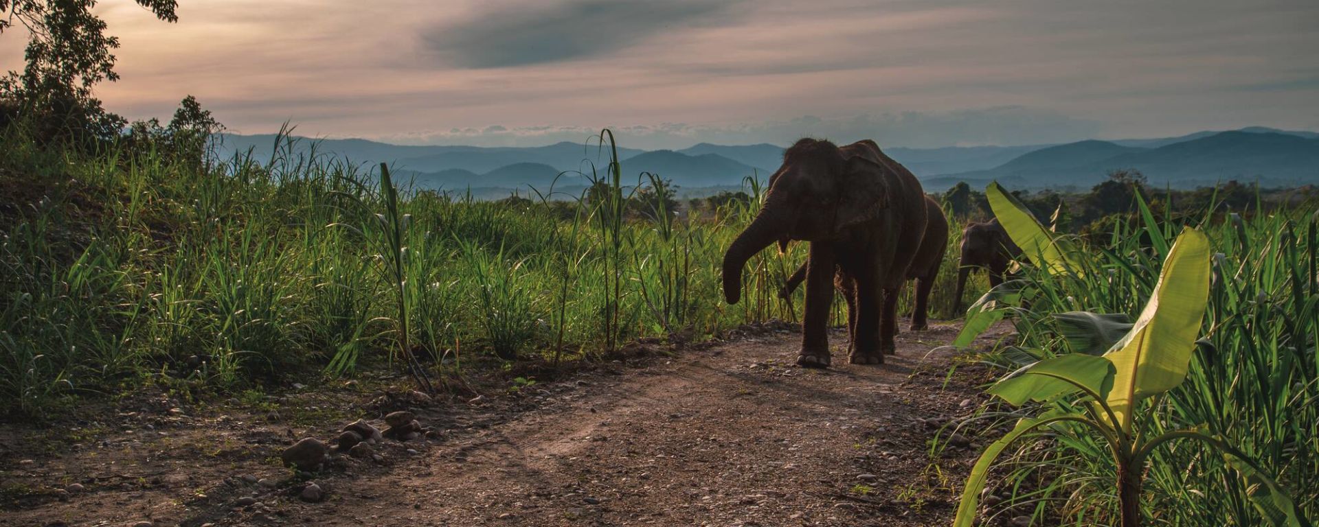 The Bush Camp Chiang Mai - 3 Tage: activities: Elephants