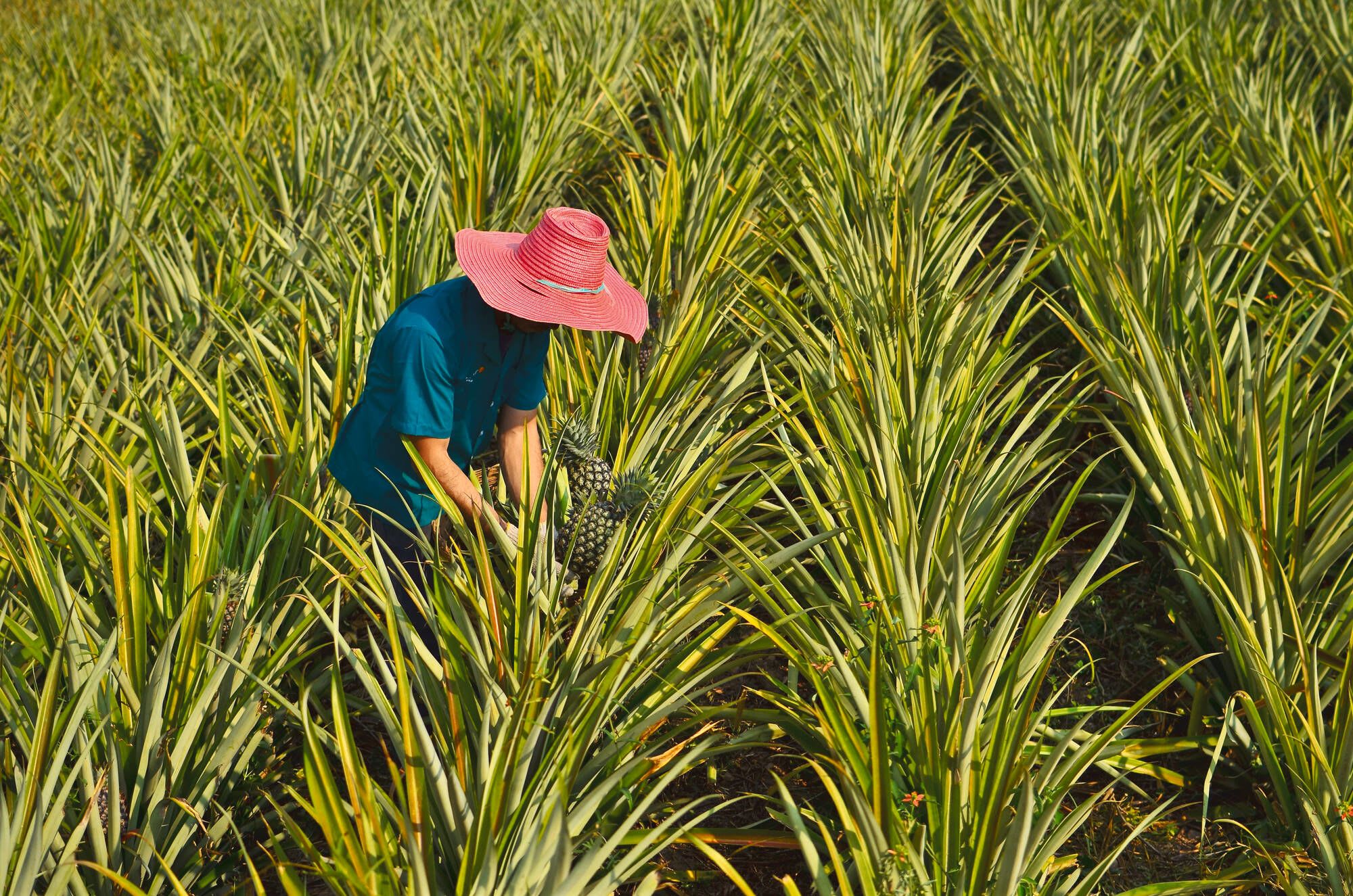 Expérience insolite au sud de la Thaïlande de Bangkok: Thailand: Farmer harvesting in pineapple farm