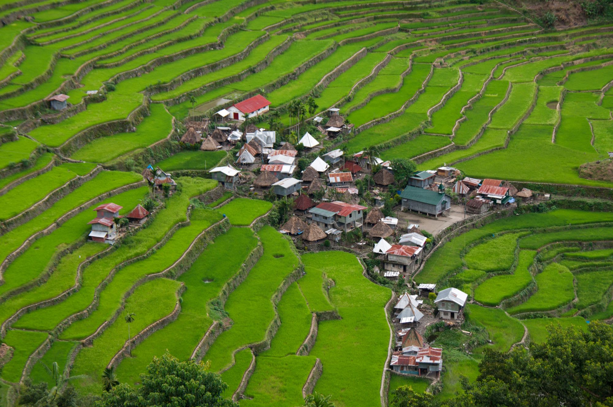 Nord-Luzon Rundreise inkl. Wanderung nach Batad ab Manila: Luzon Banaue Batad Rice terraces