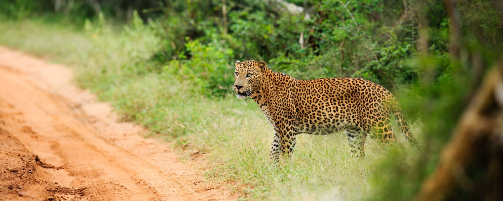 Uga Chena Huts - Safari dans le parc national de Yala - 2 jours de Colombo: activities: Yala NP