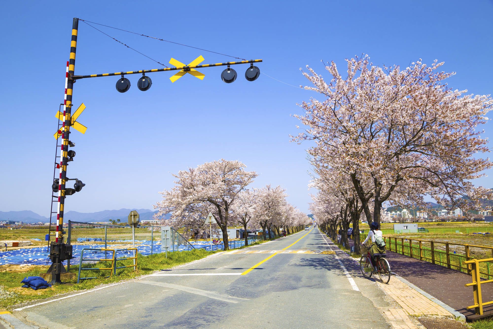 Mietwagen Rundreise «Glanzlichter Südkoreas» ab Seoul: Gyeongju road with cherry blossoms