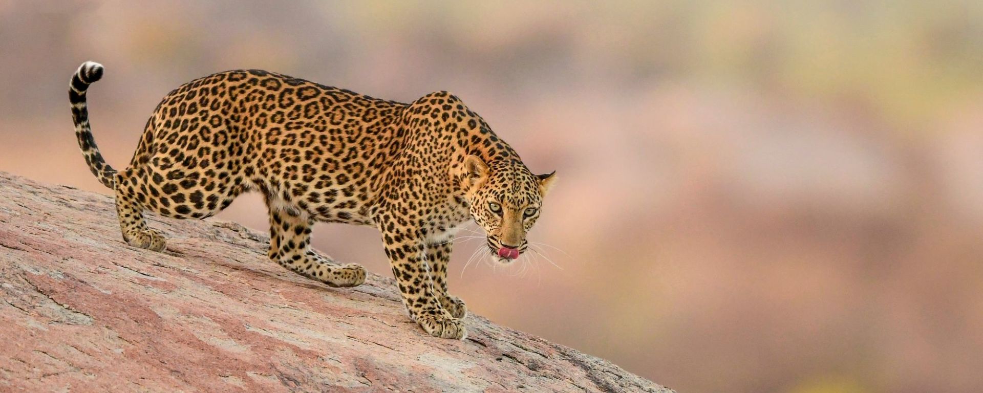 Auf den Spuren der Leoparden ab Udaipur: A wild female Leopard
