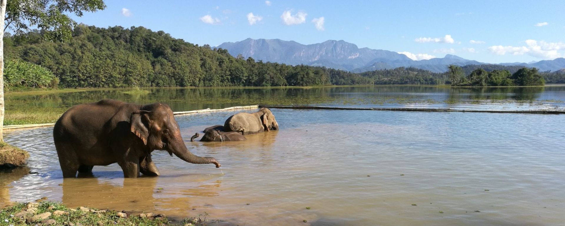 Im Reich der Elefanten ab Luang Prabang: Elephants bathing at Conservation Center in Xayabouri