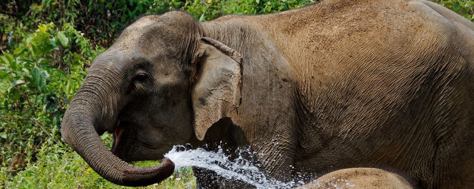 Im Reich der Elefanten ab Luang Prabang: Elephant shower time