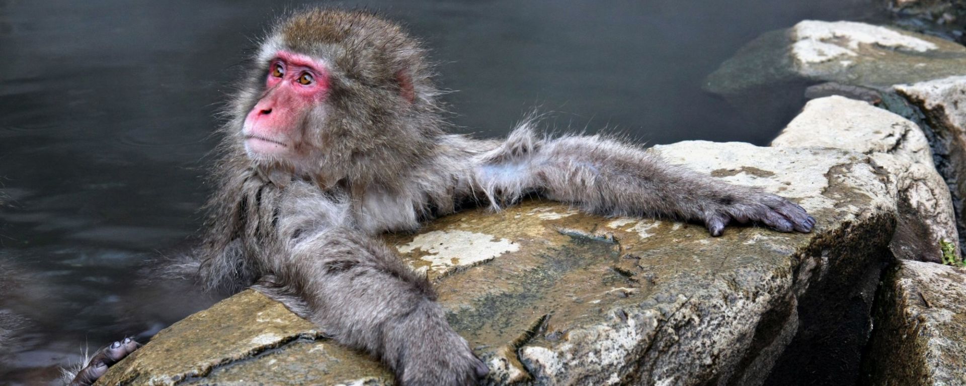 Circuite en groupe «Le Japon aux multiples facettes» de Kyoto: Nagano Snow Monkey