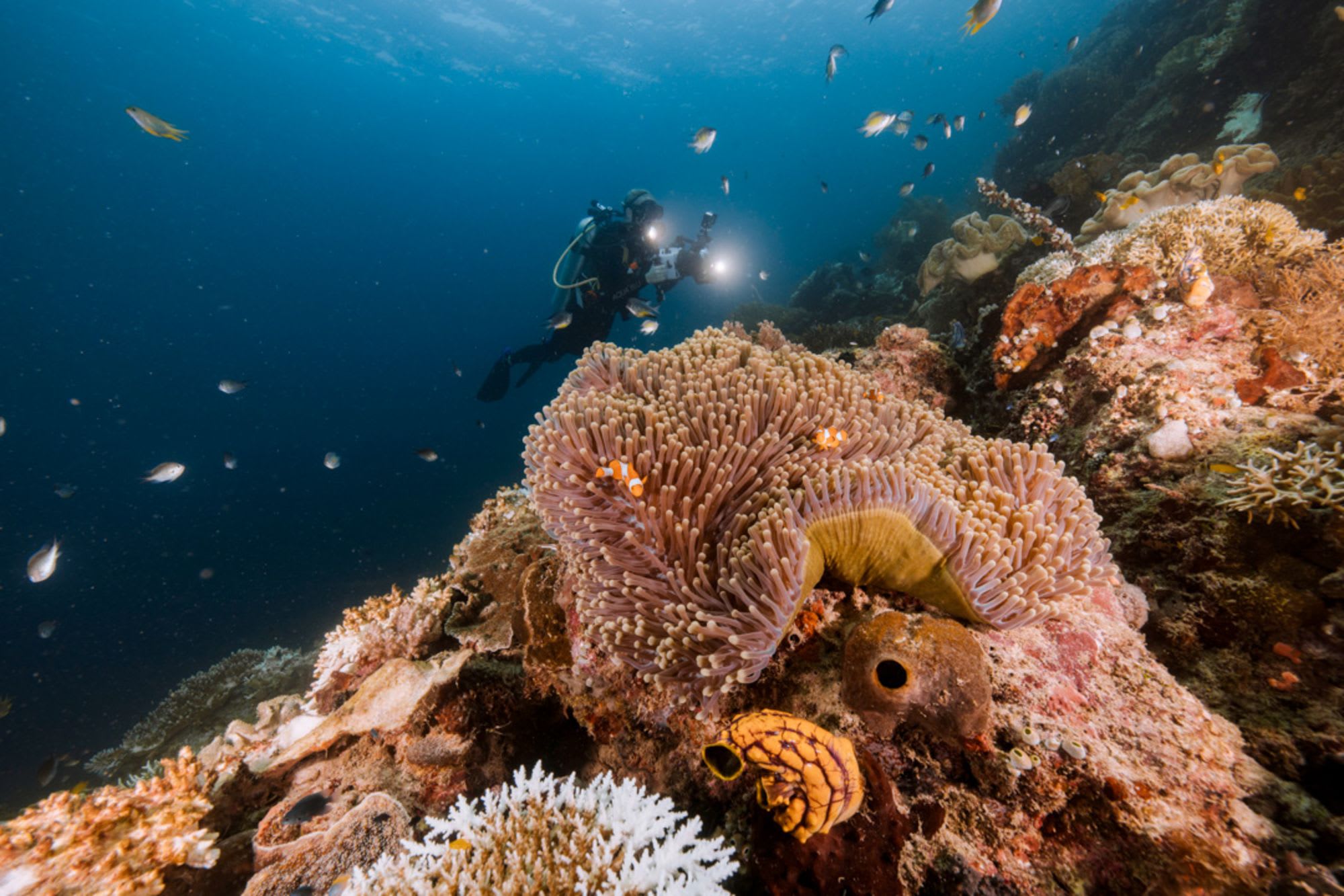 Croisière de rêve au cœur des Moluques de Ambon: Aqua Blu | Diving
