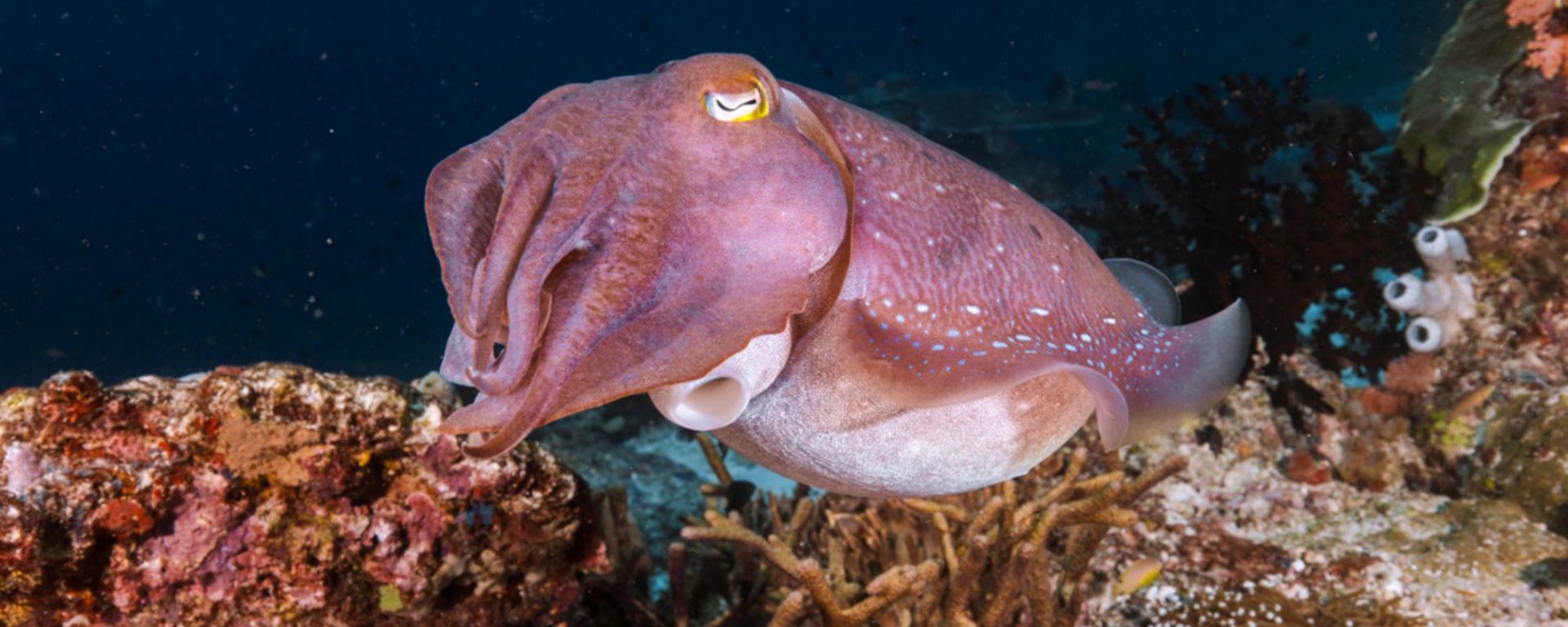 Croisière de rêve au cœur des Moluques de Ambon: Aqua Blu | Raja Ampat | Cuttlefish