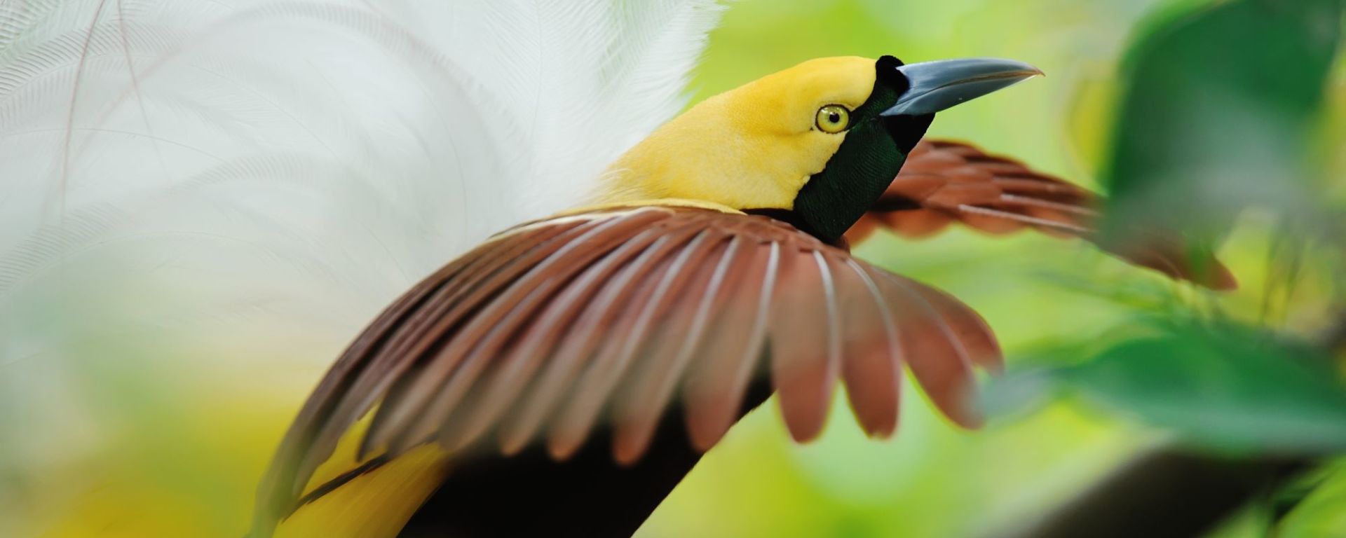 Kreuzfahrt im Inselparadies Raja Ampat ab Sorong: Lesser Bird of Paradise