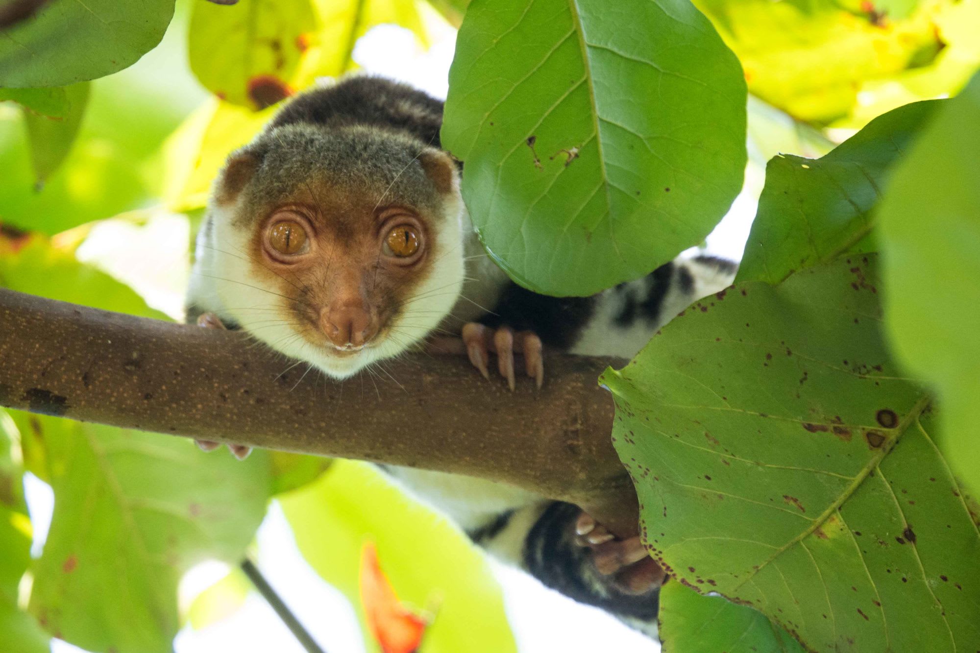 Kreuzfahrt im Inselparadies Raja Ampat ab Sorong: Cuscus