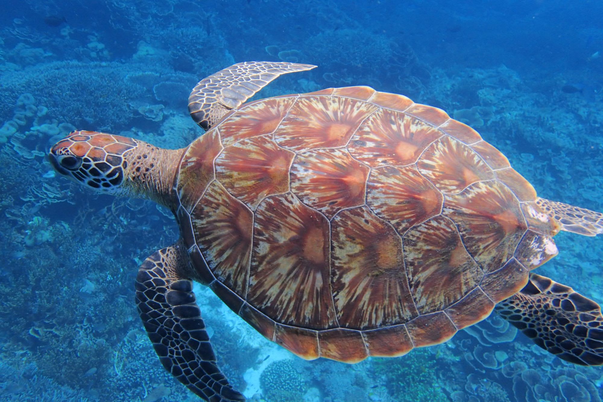 Kreuzfahrt im Inselparadies Raja Ampat ab Sorong: Turtle