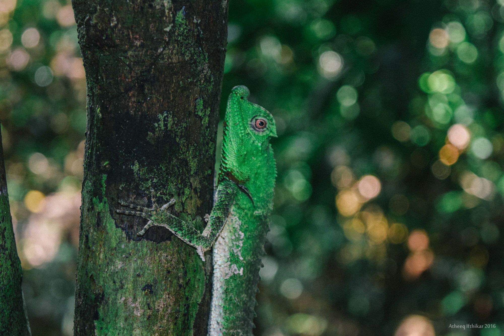 Kanneliya Regenwald in Galle: Kanneliya Rainforest