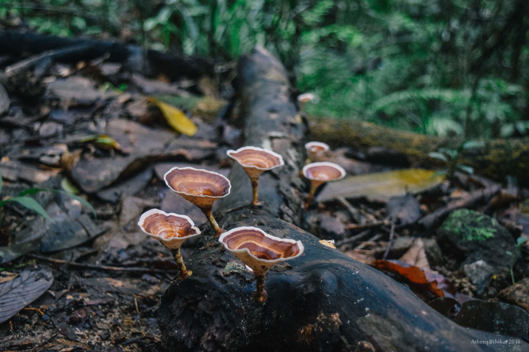 Kanneliya Regenwald in Galle: Kanneliya Rainforest