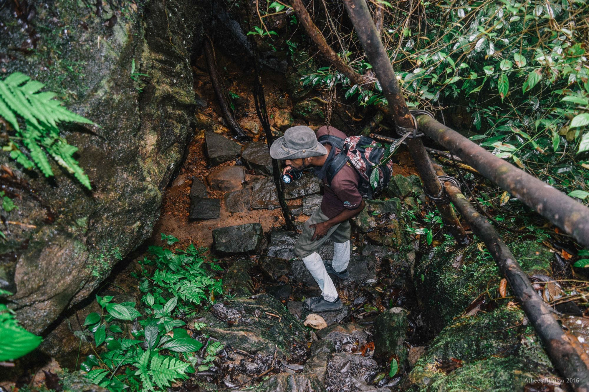 Kanneliya Regenwald in Galle: Kanneliya Rainforest