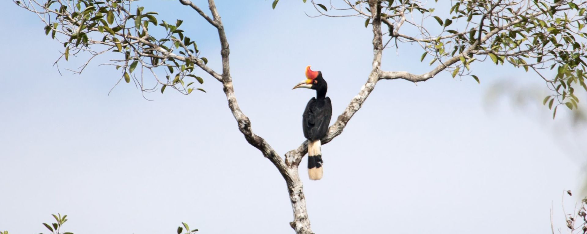 Aventure dans la jungle de Kalimantan, 3 jours de Palangkaraya: Hornbill