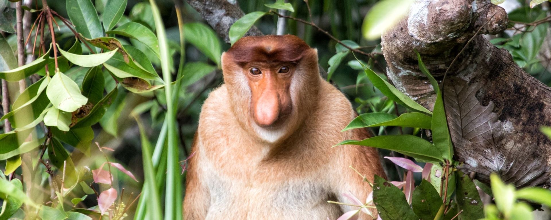 Aventure dans la jungle de Kalimantan, 3 jours de Palangkaraya: Proboscis monkey