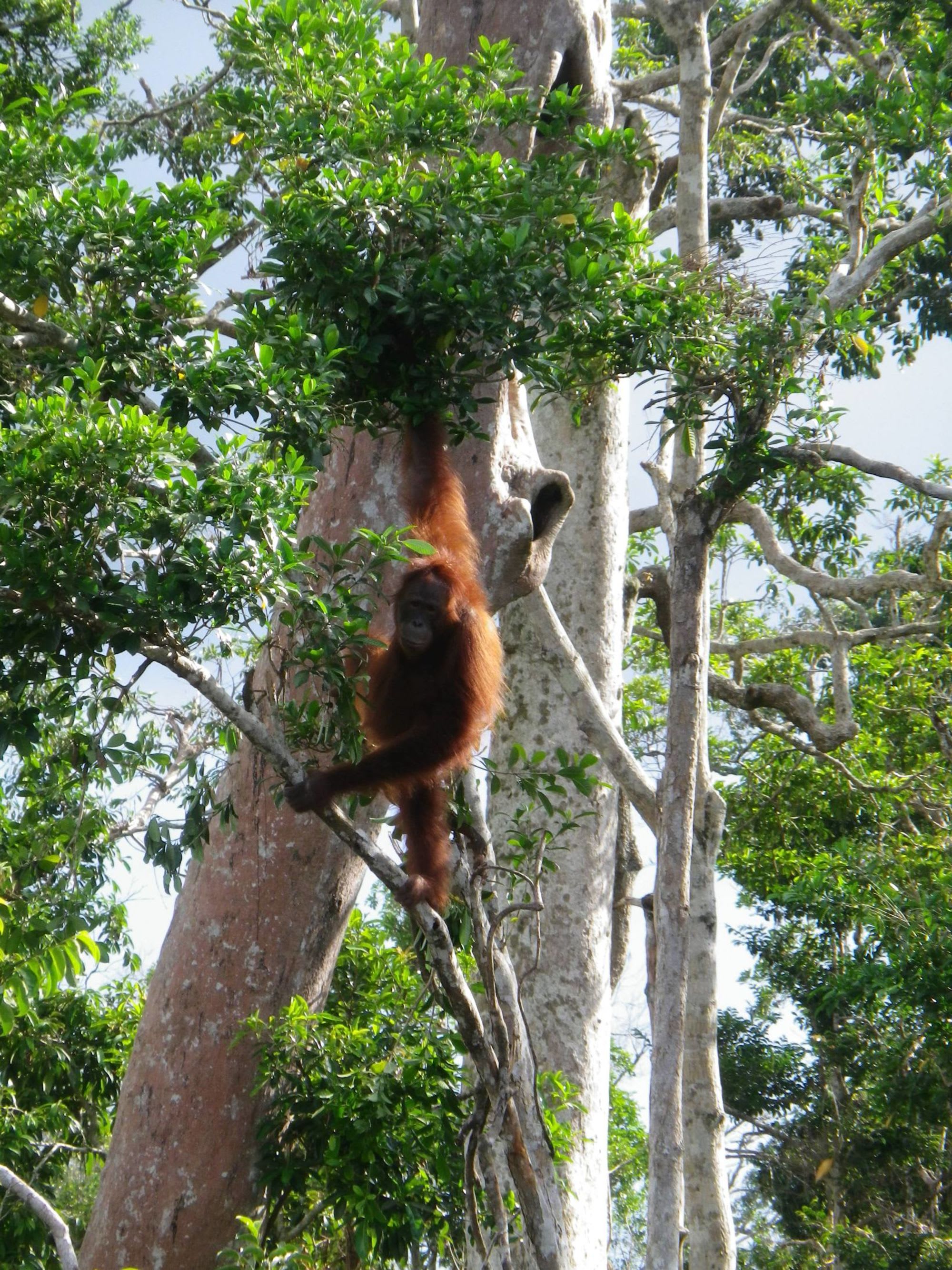 Aventure dans la jungle de Kalimantan, 3 jours de Palangkaraya: Forest trees Katingan