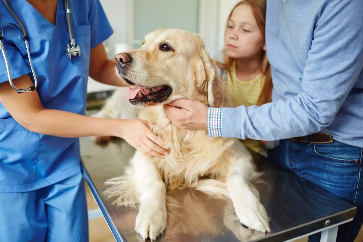 Elderly Pet Care