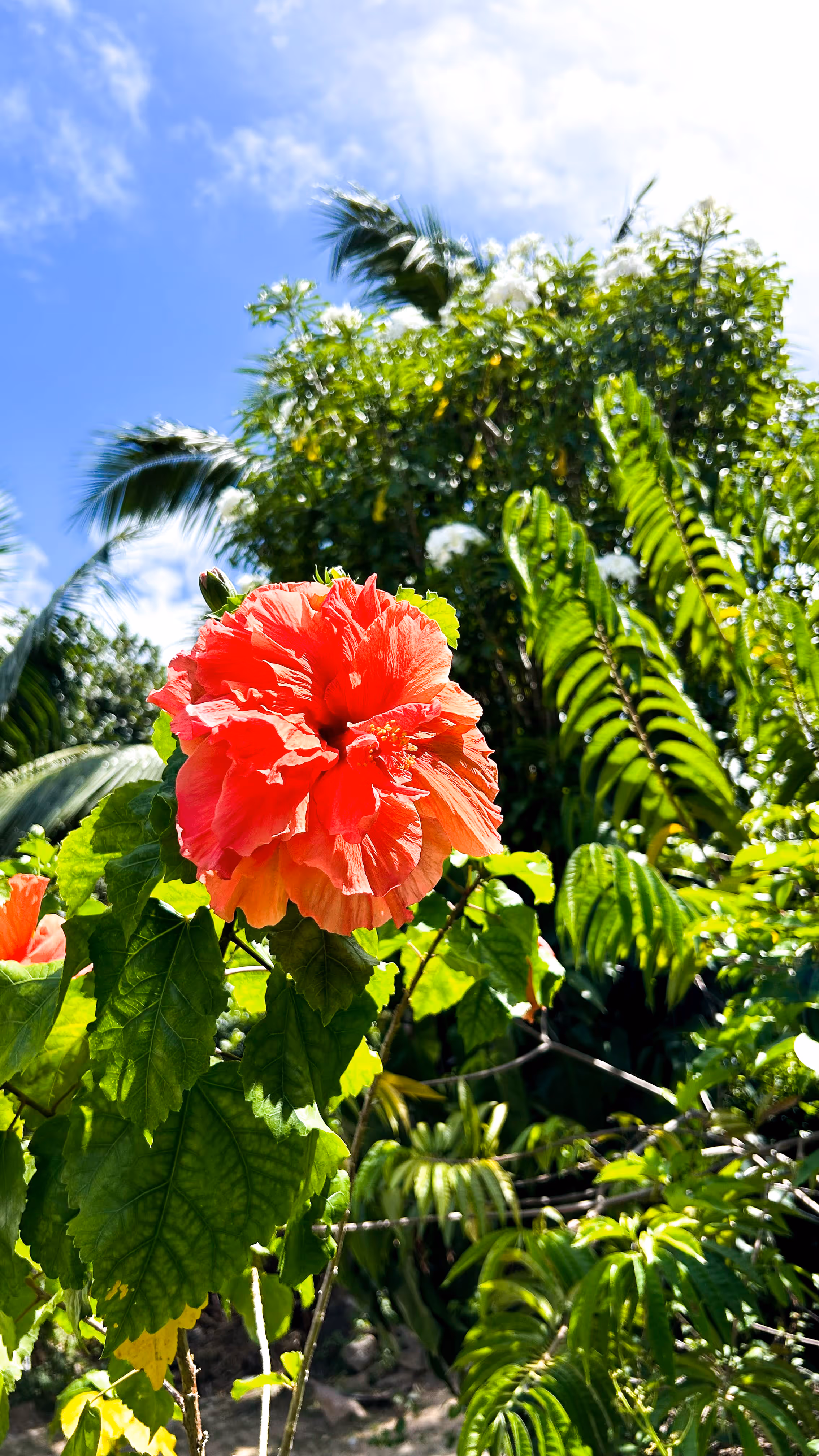 Chloe's Cottage La Digue Seychelles