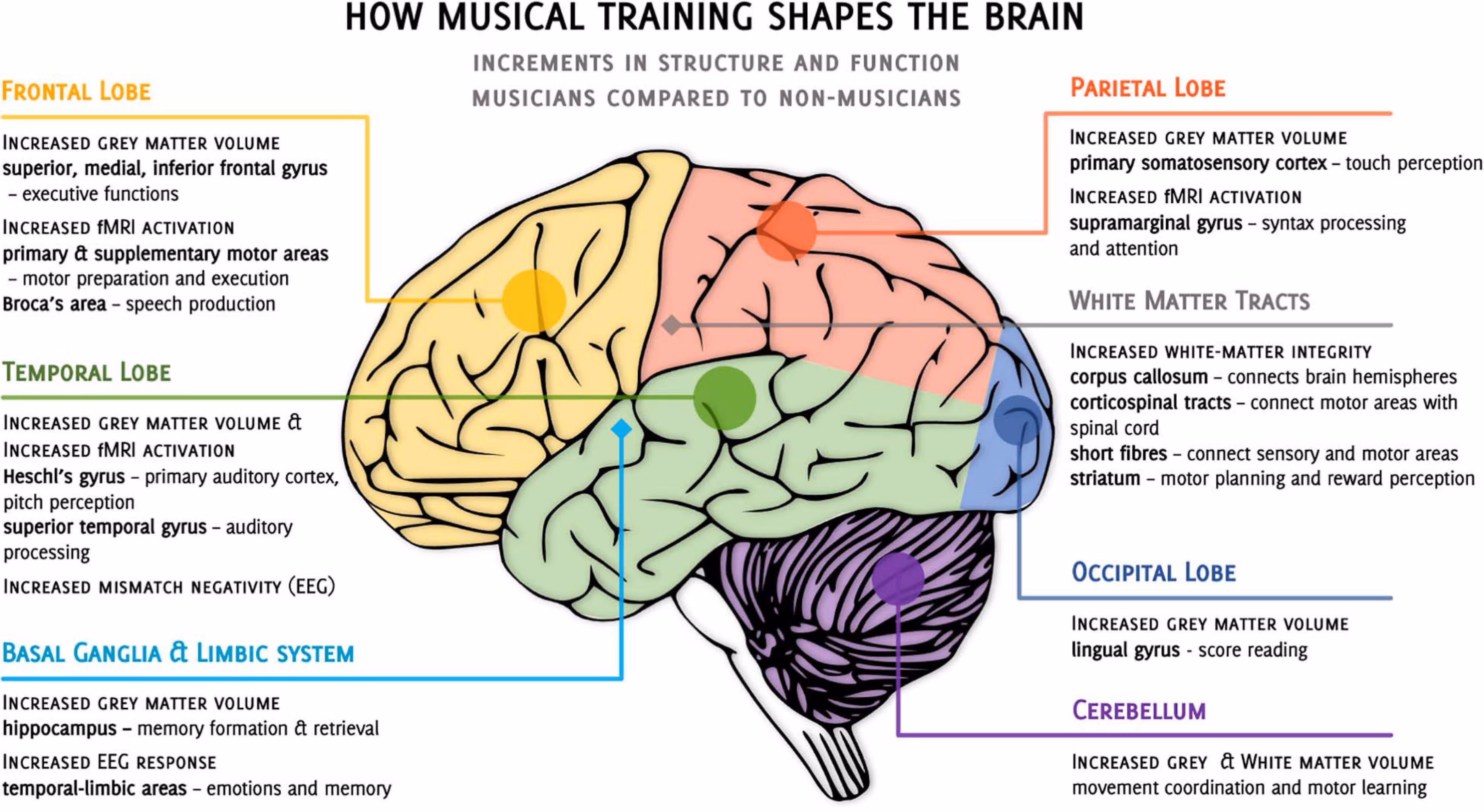 How musical training shapes the brain.