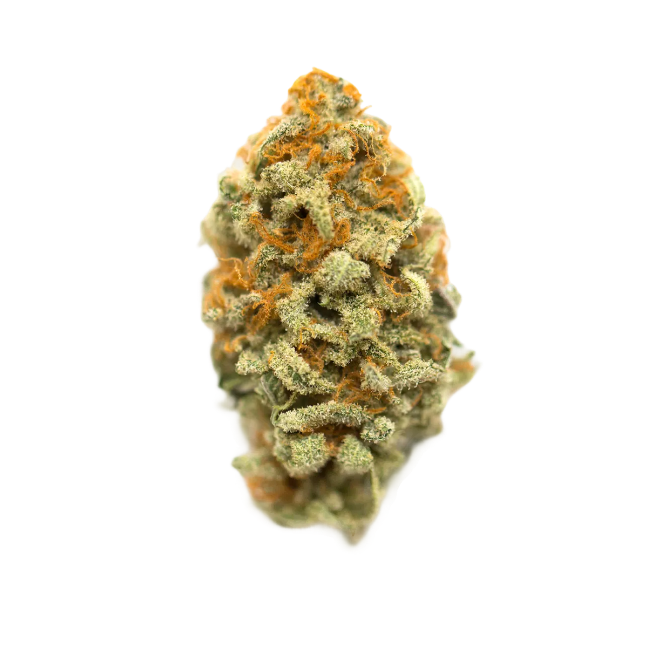  Nahaufnahme einer getrockneten Cannabisblüte von der Cannabis-Sorte Critical Orange Punch mit sichtbaren Trichomen, natürlicher Knospenstruktur und vielfältigen Farbnuancen.