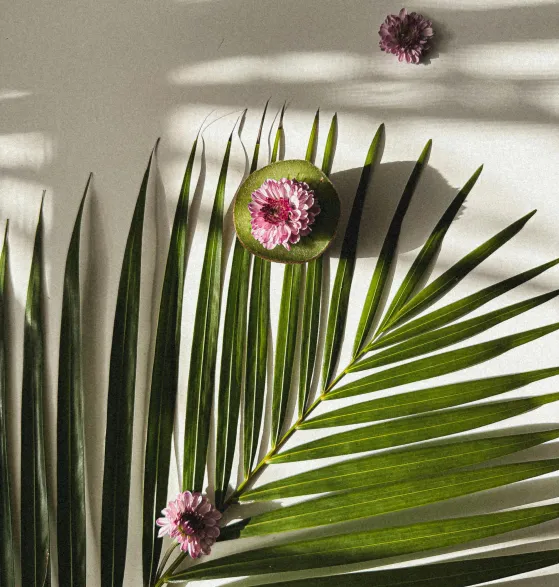 Green palm leaf with sliced kiwi topped with a pink flower and two additional pink flowers on a light background.