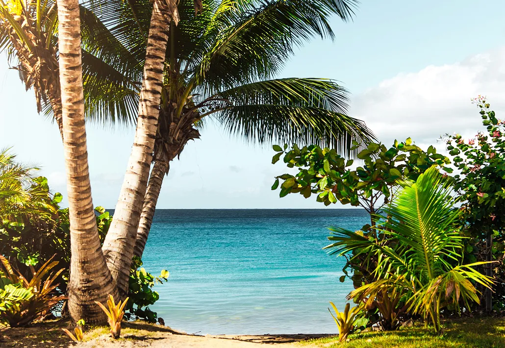 Tropical beach view framed by palm trees and green foliage with clear blue ocean and sky.